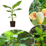 Basjoo Live Banana Plant, Patio Container Plant, 4-6 Inch Tall