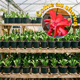 Red Christmas Cactus Plant Live, Desk Shelf Plant, 4-6 Inch Tall