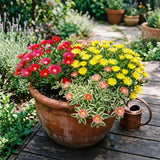 Ice Plant Succulent Live Plant, Ground Cover, 4-7 Inch Tall, 4 Inch Pot