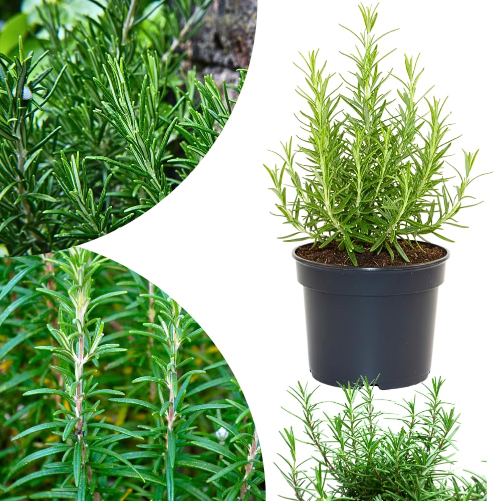 Rosemary Live Plant, Garden Herb Plant, 4-7 Inch Tall, 4 Inch Pot