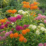 3 Mixed Milkweed Live Plants, 3-6" Tall Plant