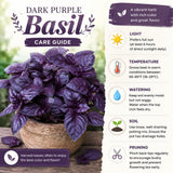 Purple Basil Live Plant, Starter Herb Plant, 3-5 Inch Tall, 3.5 Inch Pot