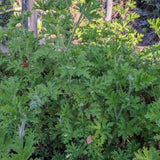 2 Citronella Plants Live, Hardy Perennial Plant, 4 Inch Pot