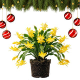 Yellow True Christmas Cactus Live Plant, Holiday Cactus, 4-6 Inch Tall