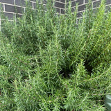 Rosemary Plant Live, Indoor Outdoor Herb Plant, 10-12 Inch Tall