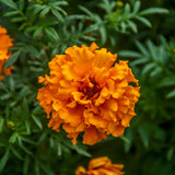 Orange African Marigold Live Plant, 5-7 Inch Tall, 4 Inch Pot