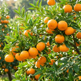 Satsuma Mandarin Tree, Sweet Orange Tree, 1-2 Ft Tall, 1 Gallon Pot