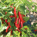 Hot Red Pepper Plant Live 4" Pot, 3–6" Tall, 2 Plant Per Pot