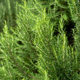 2 Rosemary Plants, Outdoor Garden Herb Plant, 4-6 Inch Tall, 4 Inch Pot
