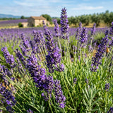 Provence Lavandula Lavender Live Plant, 4-5 Inch Tall, 3.5 Inch Pot