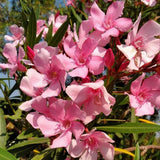 Pink Oleander Live Plant 4-6 Inches Tall
