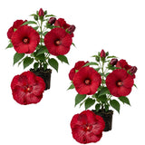 2 Red Hibiscus Live Plants, Patio Container Flower, 4-8 Inch Tall