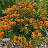 Set of 2 Orange Milkweed Live Plant 4-6" Tall