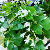 Green Shamrock Oxalis Plant Live, Rare Indoor Houseplant, 3-6 Inch Tall