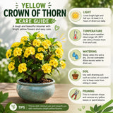 Yellow Crown of Thorns Plant Live, Houseplant, 4-6 Inch Tall, 4 Inch Pot