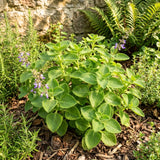 2 Cuban Oregano Plants Live, Kitchen Herb Plant, 4-6 Inch Tall