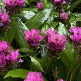 2 Pink Curcuma Ginger Live Plant, Ginger Flower in Garden, 4-6 Inch Tall