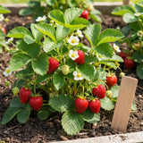 2 Red Strawberry Plants Live, Berry Plant, 3-5 Inch Tall, 3 Inch Pot
