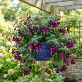 Black Fuchsia Live Plant, 4-8 Inch Tall, 5 Inch Pot, Blooming Flowers Plant