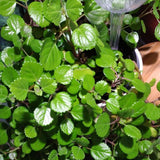 Green Live Swedish Ivy Plant, 3-5 Inch Tall, 2 Inch Pot