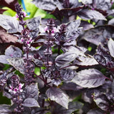 Purple Basil Live Plant, Starter Herb Plant, 3-5 Inch Tall, 3.5 Inch Pot
