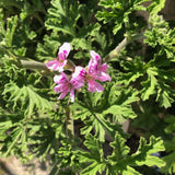 Citronella Geranium Live Herb Plant, 5-9 Inch Tall, 4 Inc Pot