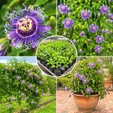 Purple Passion Flower Plant Live, Flower Vine, 4-7 Inch Tall