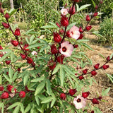 100 Roselle Seeds, Seeds for Planting