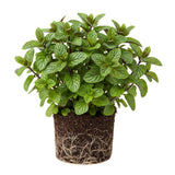 2 Lemon Mint Live Herb Plants, Fragrant Culinary Mint, 4-5 Inch Tall