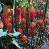 Shampoo Ginger Rhizomes Plant, 3-5 Inch Tall