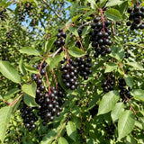 Live Chokecherry Plant 5 Inch Pot, Aronia Berry Plant 5-8" Tall