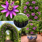 Lavender Passion Flower Live Plant, Passiflora Garden Vine, 4-7 Inch Tall