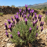 Set of 2 Spanish Lavender Plants Live, 3 Inch Pots