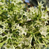 White Night Blooming Jasmine Flower Live Plant, Flower Vine, 4-6 Inch Tall