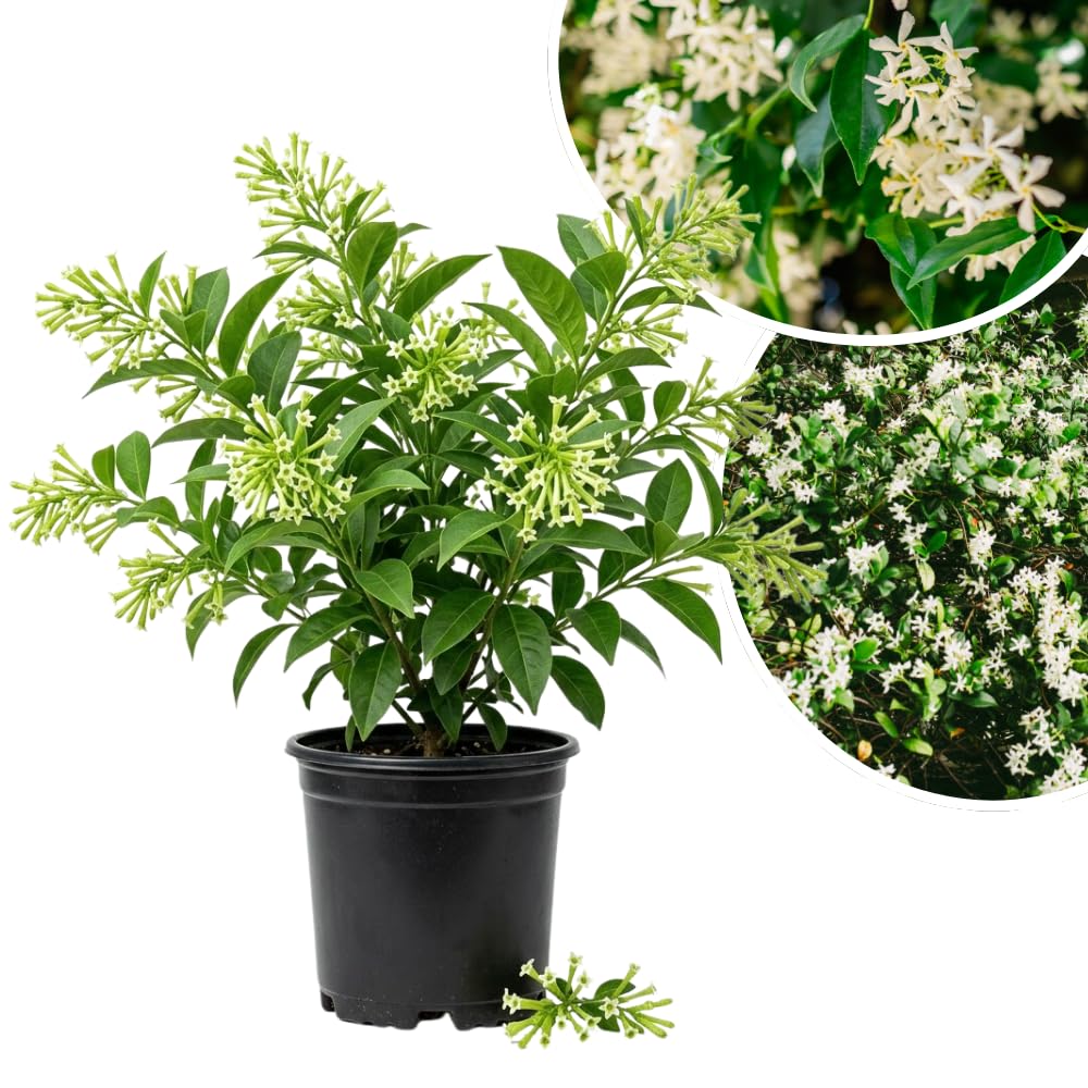 Night Blooming Jasmine Flower Live Plant, 4-6 Inch Tall