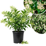 Night Blooming Jasmine Flower Live Plant, 4-6 Inch Tall