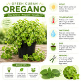 2 Green Cuban Oregano Plants Live, Culinary Herb Plant, 4-6 Inch Tall