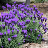 2 Spanish Lavender Plants, 4-8" Tall