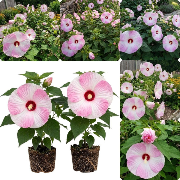 Set 2 Pink Swirl Hibiscus Plant Live