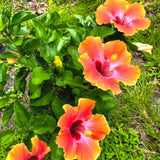 Bright Orange Yellow Hibiscus Live Plant, 5-8" Tall
