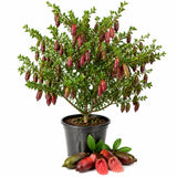 Red Finger Lime Tree, Finger Lime Fruit Tree, 1 Gallon Pot