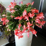 Salmon Christmas Cactus Live Plant, 4-6 Inch Tall