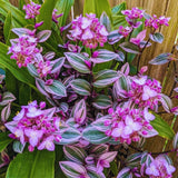 Pink Tradescantia Wandering Jew Live Plant, Indoor Plant, 3 Inch Pot