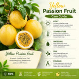 Yellow Passionfruit Plant Live, Passion Fruit Vine Plant, 4-6'' Tall