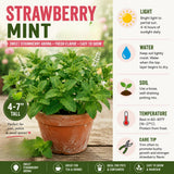 2 Mint Live Live Plants, Mint Herb Plant, 3-7 Inch Tall