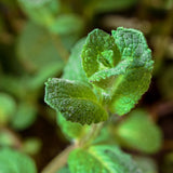 Mojito Mint Live Plant, Indoor Outdoor Herb Plant, 3-5 Inch Tall