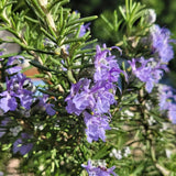Rosemary Live Plant 4-7 Inch Tall