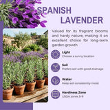Set of 2 Spanish Lavender Plants Live, 3 Inch Pots