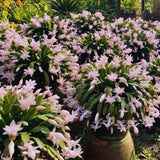 Pink Thanksgiving Cactus Live Plant, Indoor Decor Plant, 4 Inch Pot