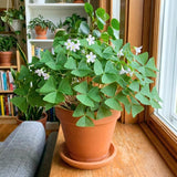 Green Shamrock Oxalis Plant Live, Indoor Houseplant, 3-6 Inch Tall